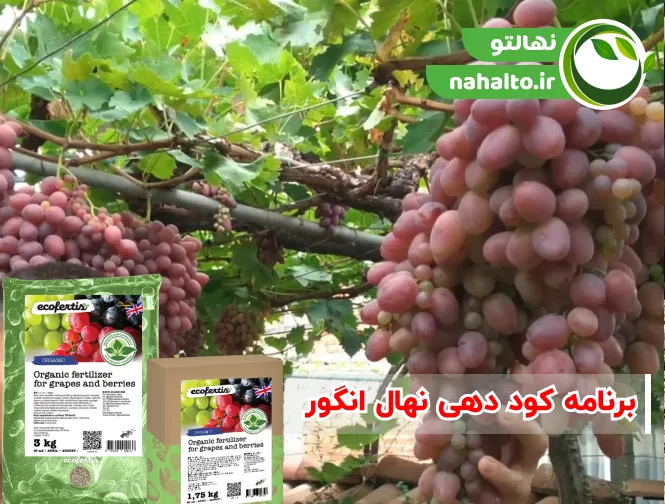 برنامه کوددهی نهال انگور | زمان و مقدار مصرف کود