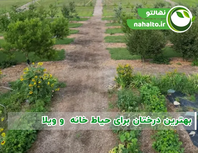 بهترین درختان برای حیاط و ویلا (زینتی و میوه‌دار) + فاصله کاشت