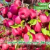 بهترین رقم سیب برای مناطق سردسیر | معرفی نهال سیب مقاوم سرما