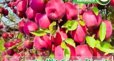 بهترین رقم سیب برای مناطق سردسیر | معرفی نهال سیب مقاوم سرما