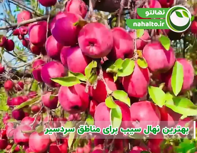 بهترین رقم سیب برای مناطق سردسیر | معرفی نهال سیب مقاوم سرما