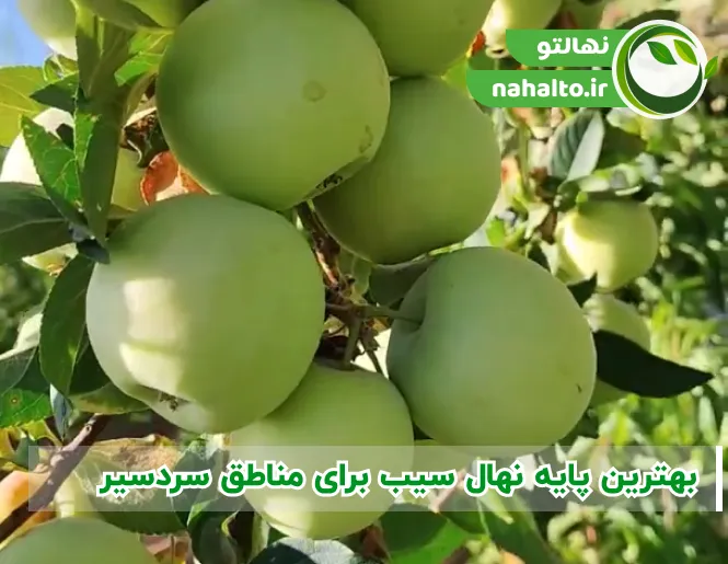 بهترین پایه نهال سیب برای مناطق سردسیر
