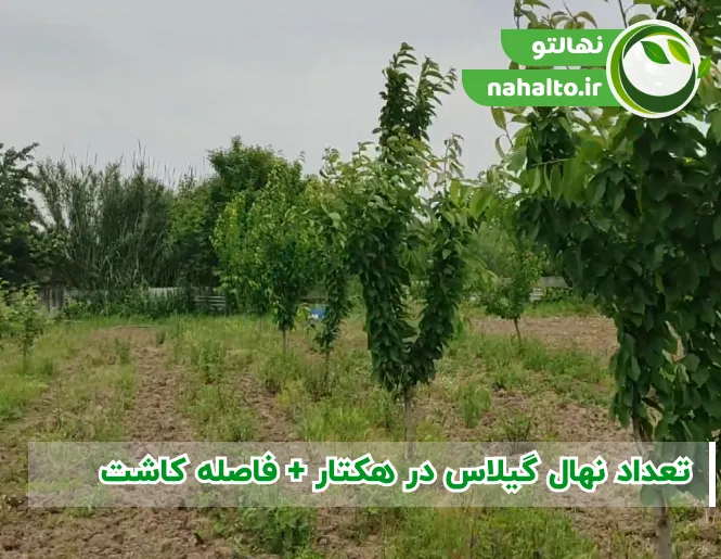 تعداد نهال گیلاس در هکتار و فاصله کاشت