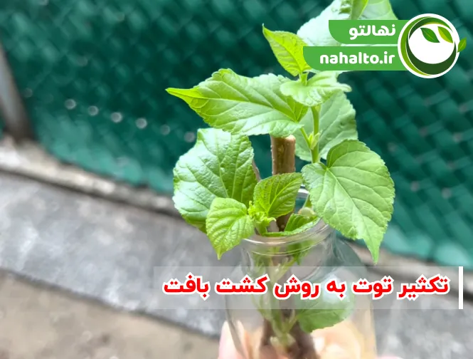 تکثیر توت به روش کشت بافت