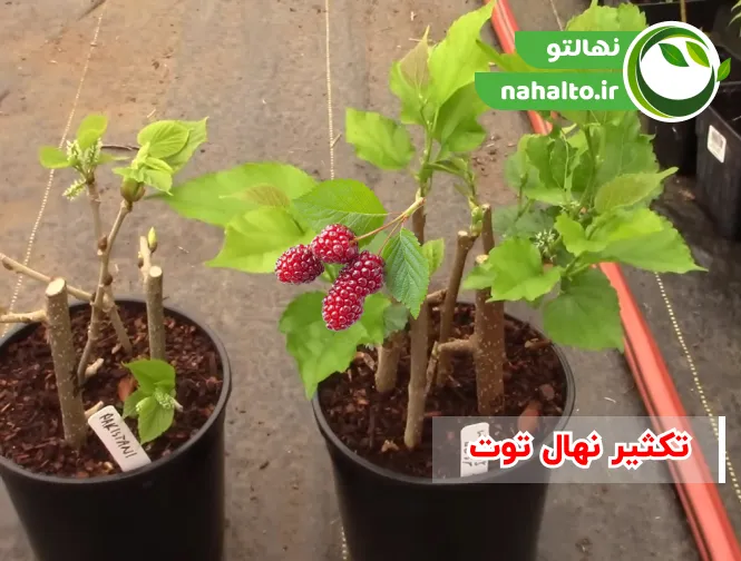 آموزش تکثیر نهال توت + نکات مهم افزایش درصد ریشه دهی