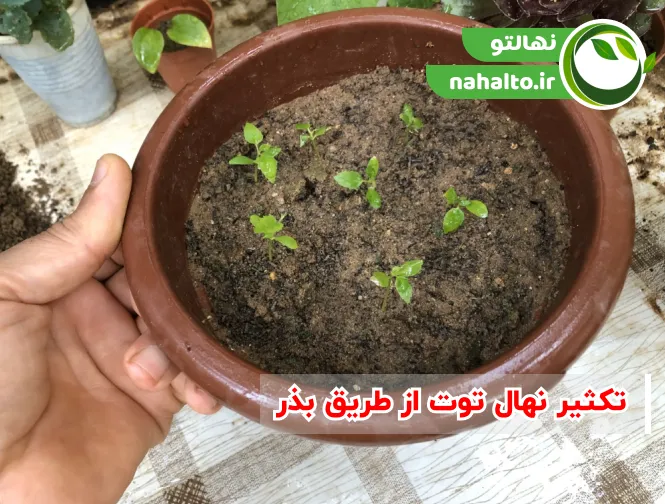 تکثیر نهال نهال توت از طریق بذر