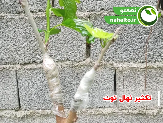 تکثیر توت به روش پیوند