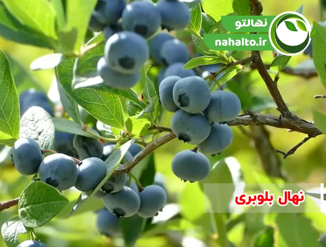 خرید نهال بلوبری