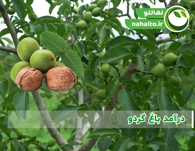 درآمد باغ گردو در یک هکتار | هزینه احداث و سود 1405