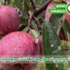 درخت سیب چند ساله بار می‌دهد؟ بررسی زمان باردهی نهال سیب