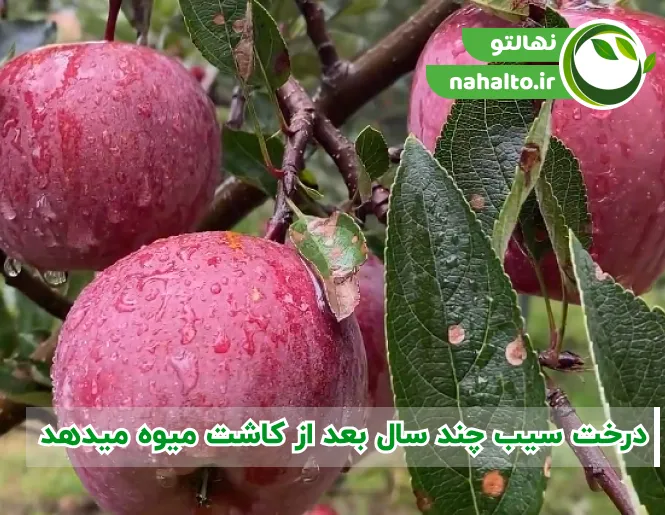 درخت سیب چند ساله بار می‌دهد؟ بررسی زمان باردهی نهال سیب