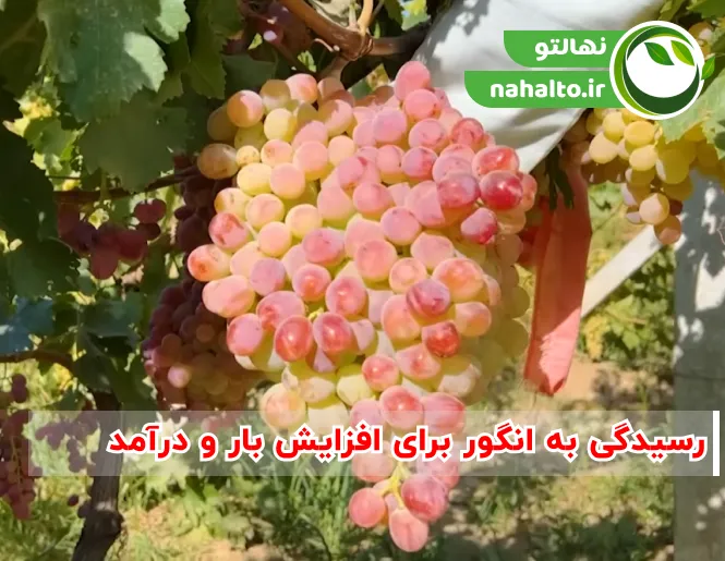 رسیدگی به انگور برای افزایش بار و درآمد