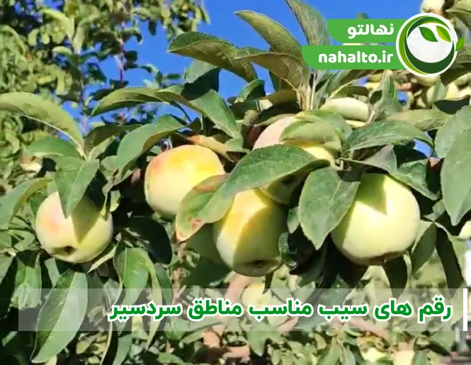 بهترین رقم های نهال سیب برای مناطق سرد