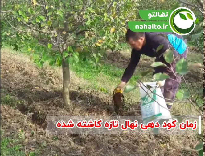 زمان و برنامه کود دهی نهال تازه کاشت شده