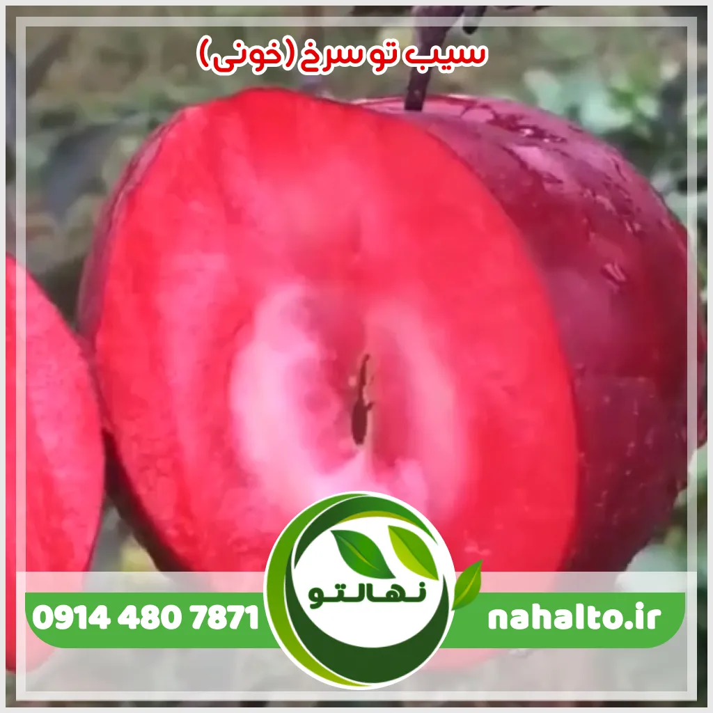 نهال سیب ردلاو Redlove (سیب خونی) نهال سیب تو سرخ