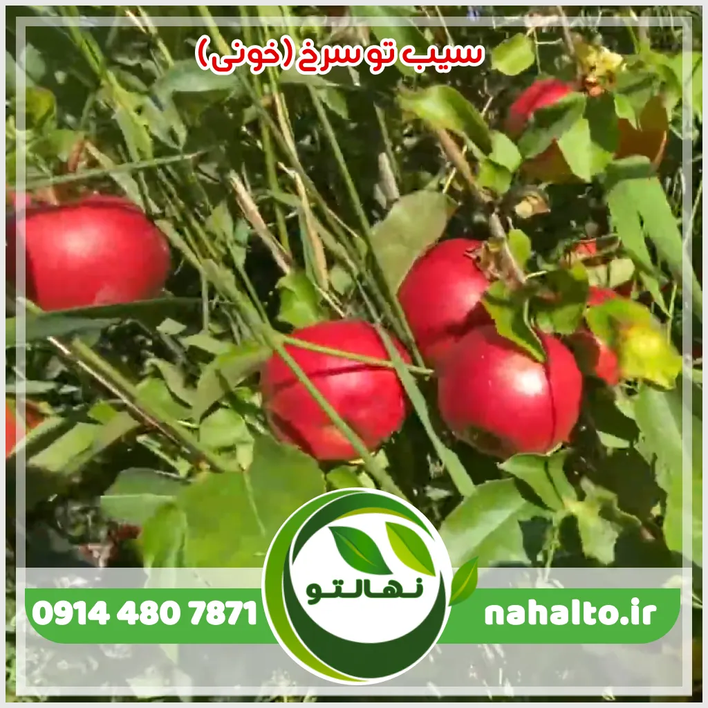 نهال سیب ردلاو Redlove (سیب خونی) نهال سیب ردلاو