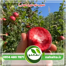خرید نهال سیب خونی
