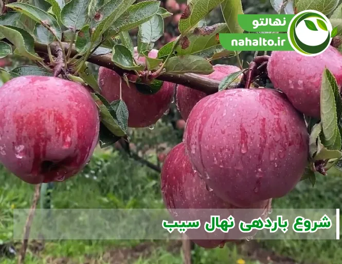 نهال سیب سال چندم شروع به باردهی میکند 