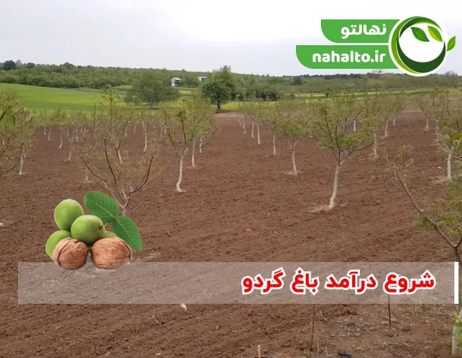 شروع درآمد باغ گردو