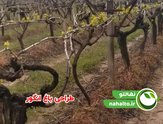 طراحی زمین و کاشت نهال انگور