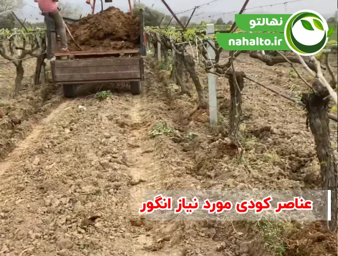 عناصر کودی مورد نیاز انگور