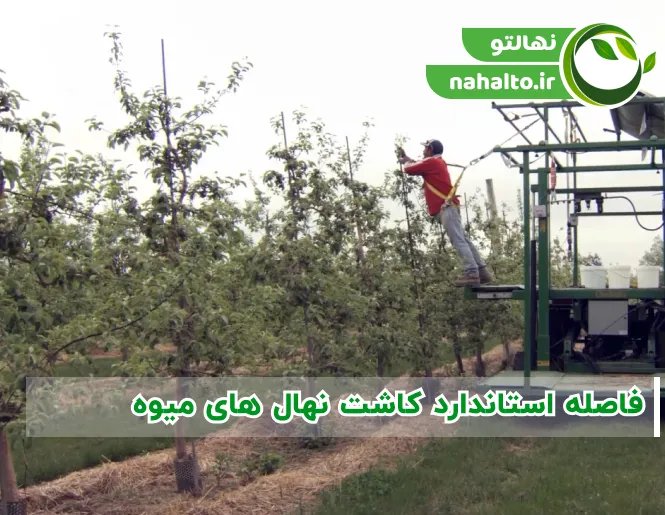 فاصله استاندارد کاشت نهال های میوه