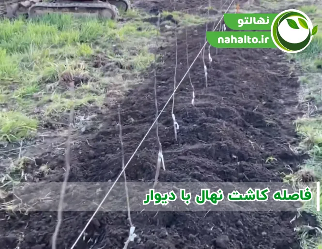 ‍‍فاصله کاشت درخت از دیوار