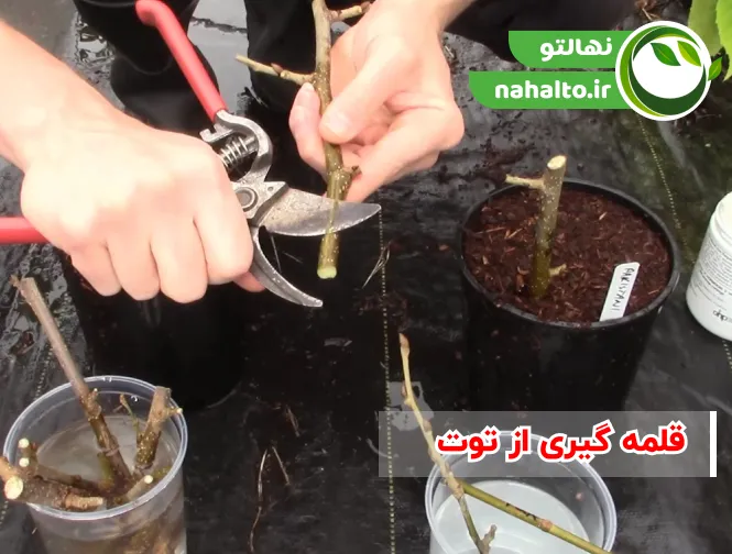 تکثیر توت به روش قلمه