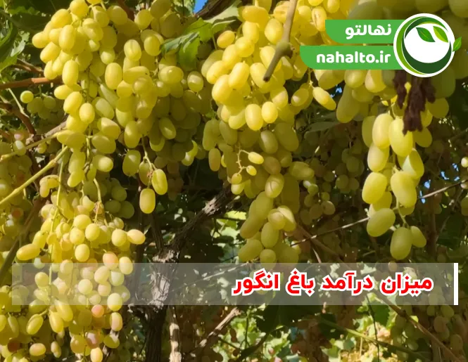 درآمد ۱ هکتار باغ انگور در سال ۱۴۰۵ | بررسی سود و هزینه واقعی