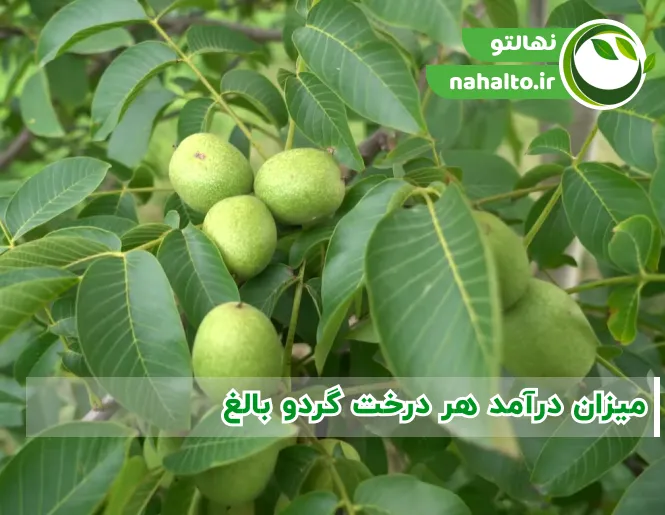 میزان بار درخت گردو بالغ