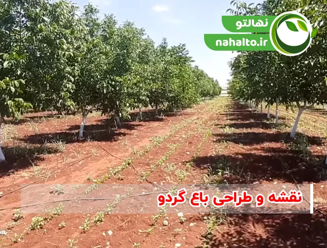 نقشه و طراحی باغ گردو