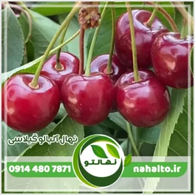 خرید نهال آلبالو گیلاسی