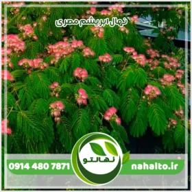 خرید نهال ابریشم مصری
