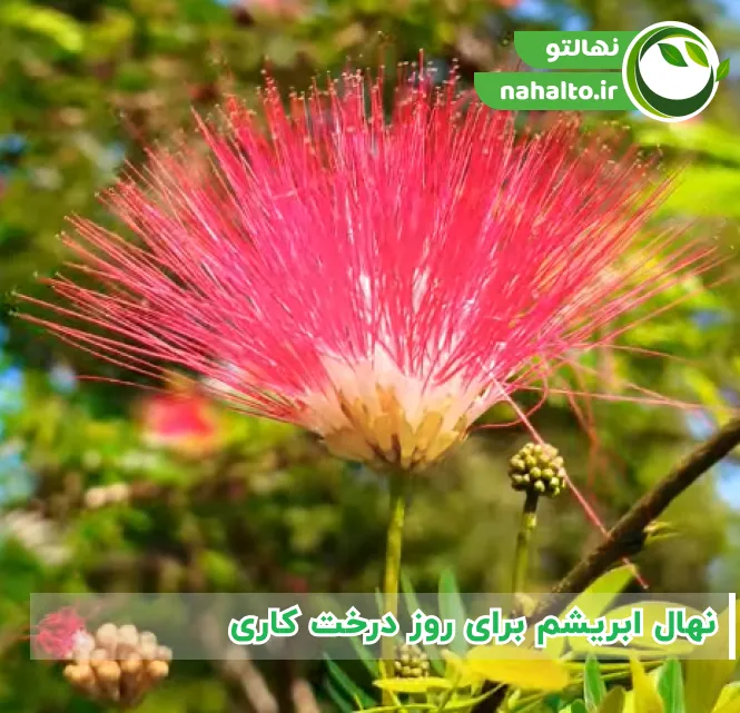 نهال ابریشم برای روز درخت کاری