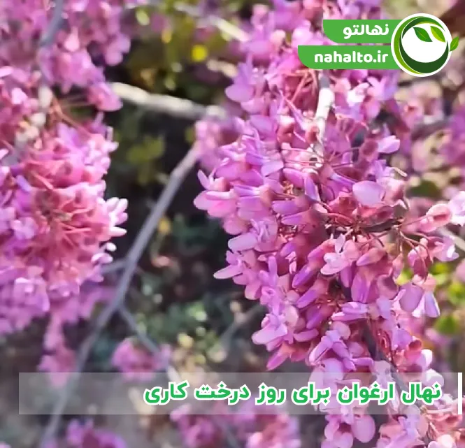 نهال ارغوان برای روز درخت کاری