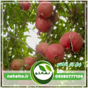 نهال انار اشکفتو