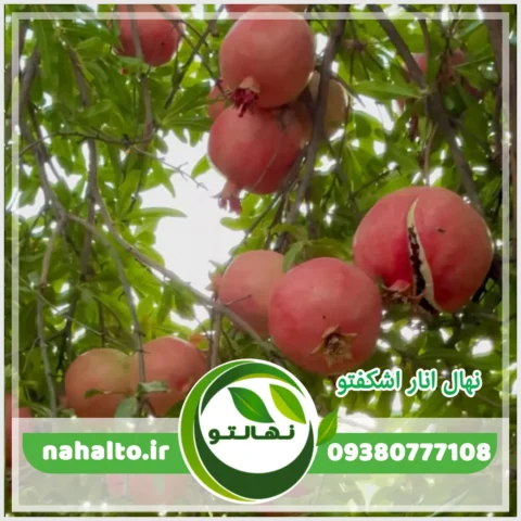 نهال انار اشکفتو