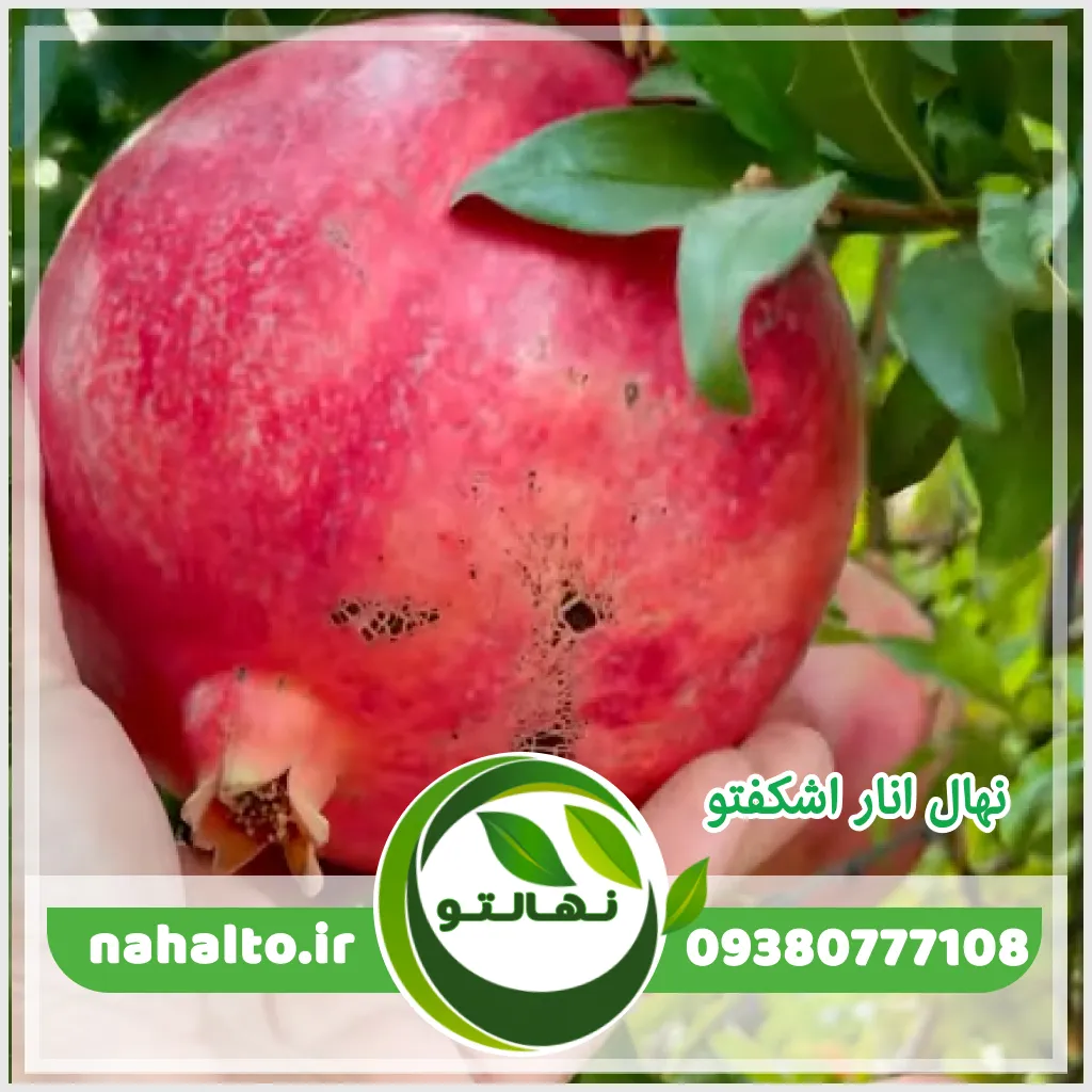 عکس انار اشکفتو 