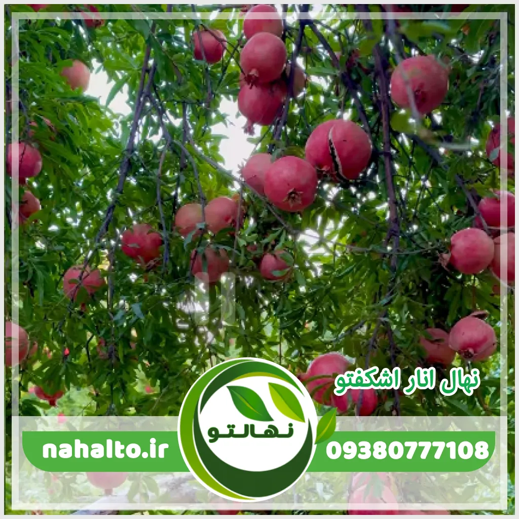 نهال انار اشکفتو