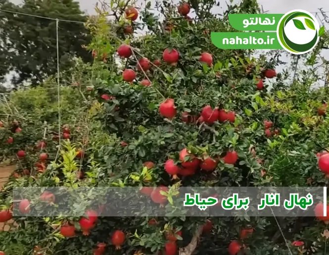 نهال انار برای حیاط
