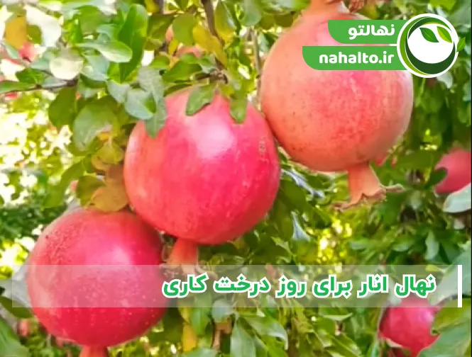 نهال انار برای روز درخت کاری