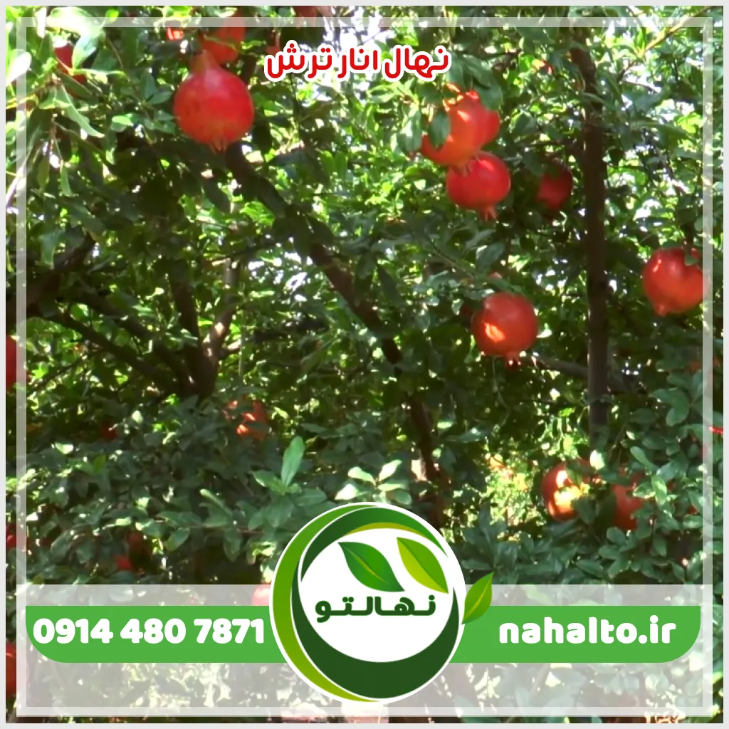 قیمت نهال انار ترش