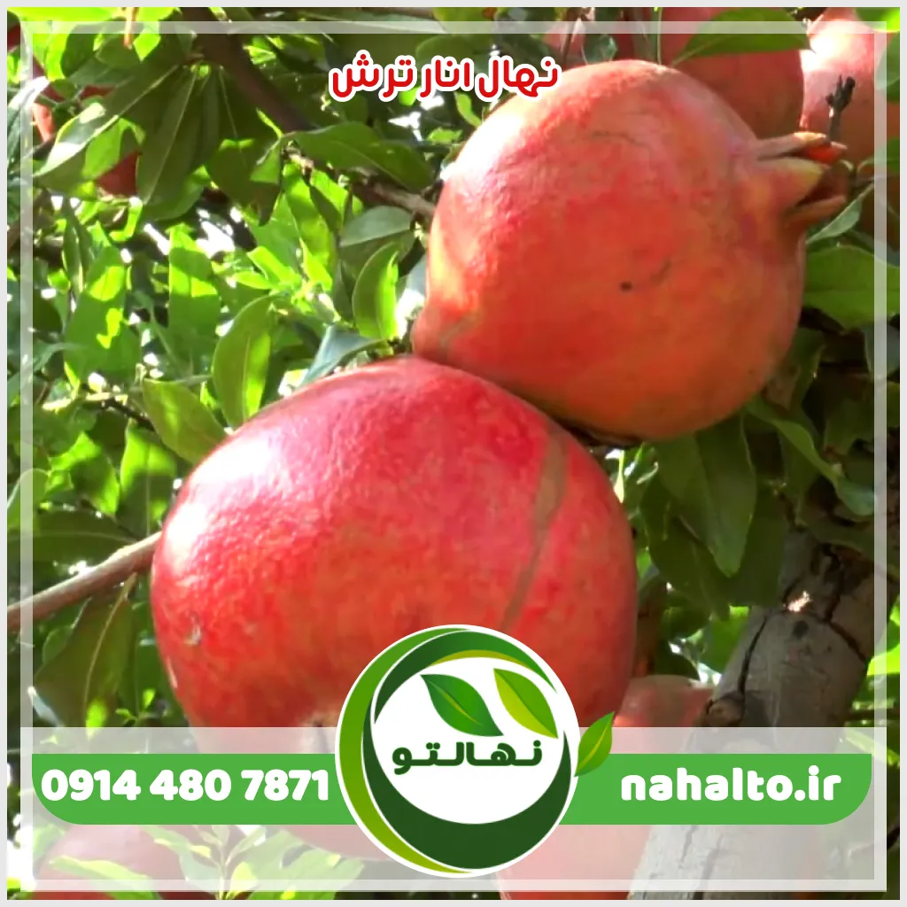 نهال انار ترش زود بارده