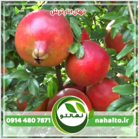 خرید و قیمت نهال انار ترش