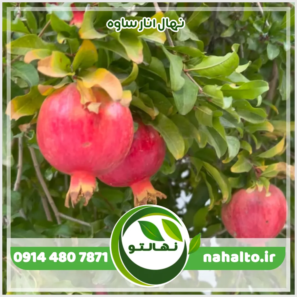نهال انار ساوه
