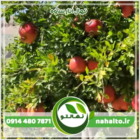 خرید نهال انار ساوه