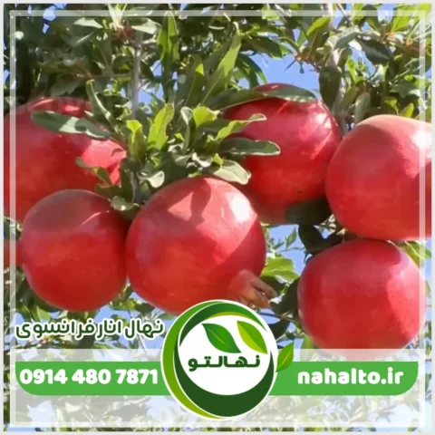 نهال انار فرانسوی