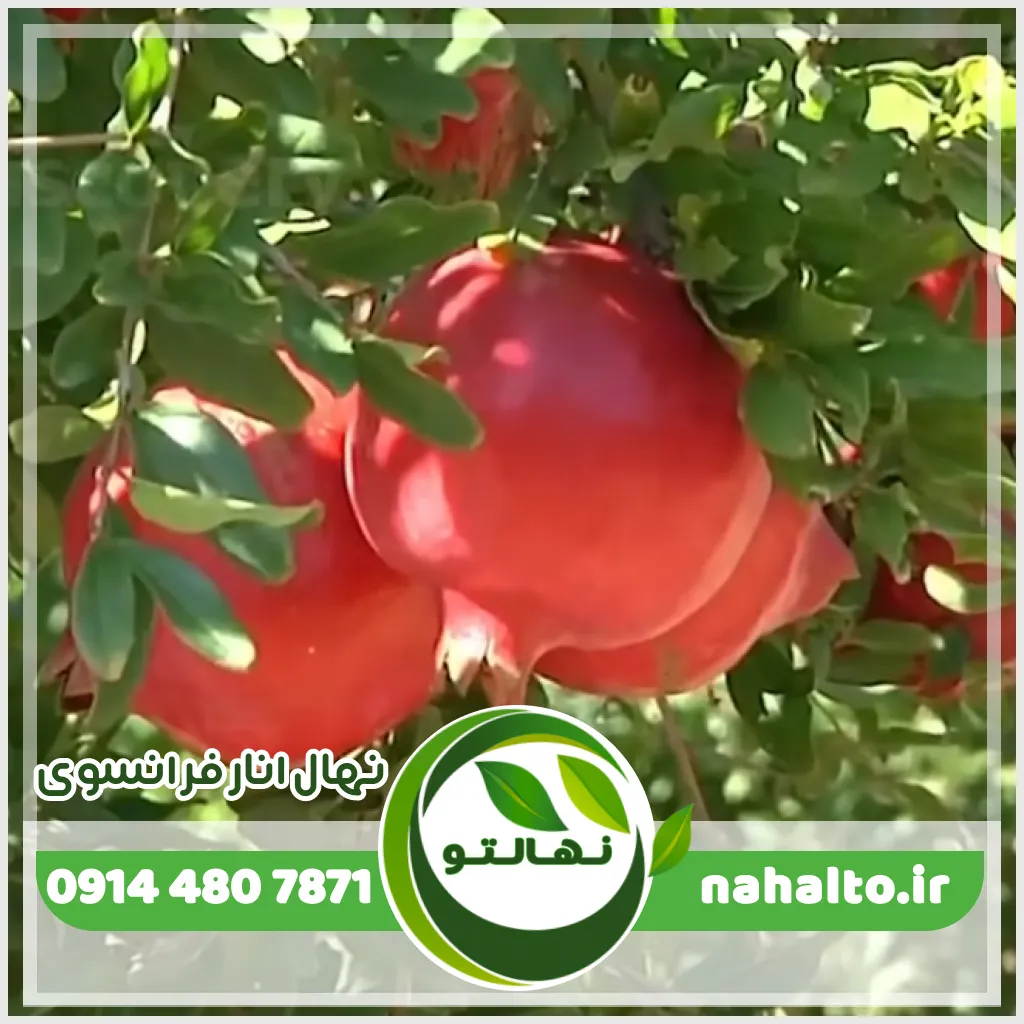 نهال انار فرانسوی (فرانسیس) نهال انار فرانسوی (فرانسیس)