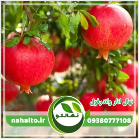 خرید نهال انار واندرفول