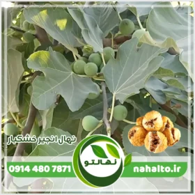 نهال انجیر خشکبار
